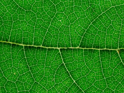 Green leaf showing life and vitality